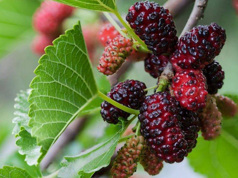 Шелковица купить саженцы из питомнике в Тобольске