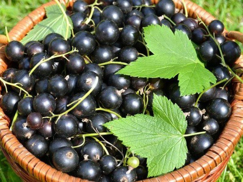 Смородина купить саженцы из питомника в Тобольске
