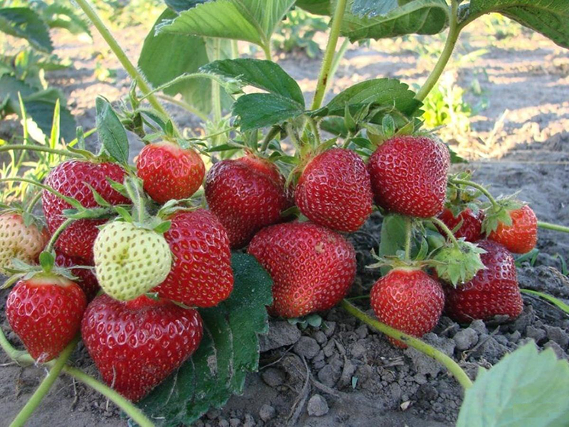 Клубника купить саженцы из питомника в Тобольске