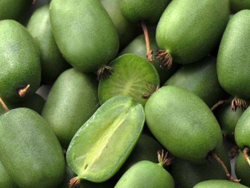 Актинидия купить саженцы из питомнике в Тобольске