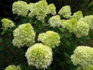Гортензия метельчатая "ЛАЙМЛАЙТ" (Limelight)